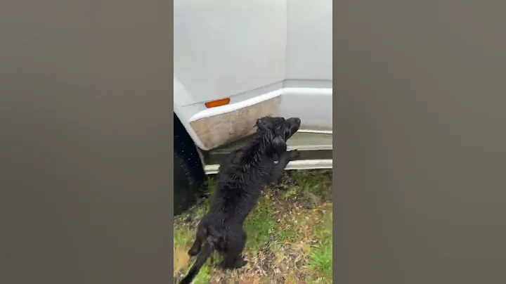 Puppy trying to get the water