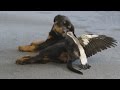 Rescued magpie plays with dog