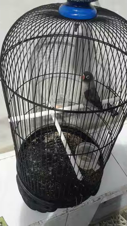 Suara Burung LoveBird Batman Ngekek