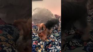 Yorkies playing like a fight