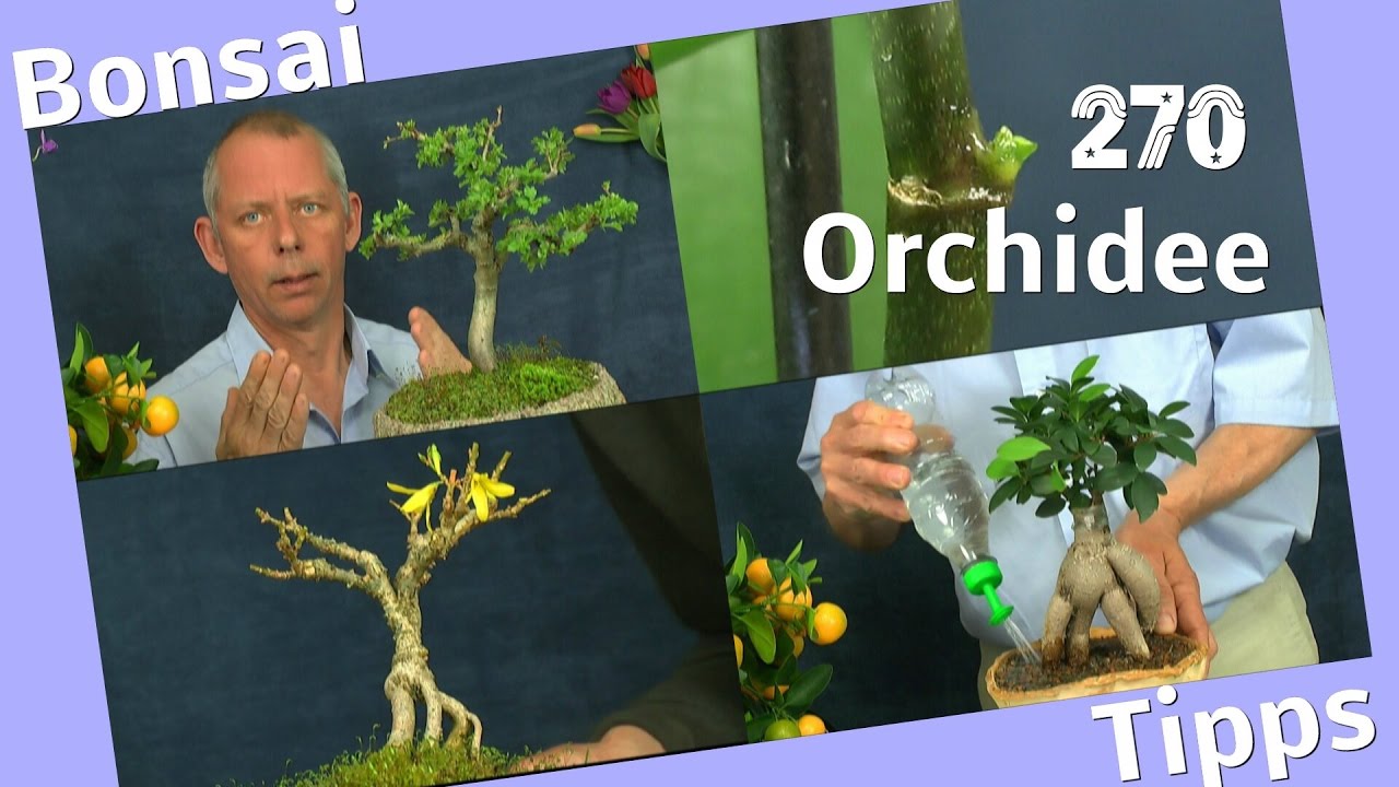 Bonsai und was geht sonst mit Pflanzen YouTube