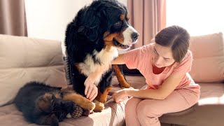 Bernese Mountain Dog is Jealous of Me for a German Shepherd Puppy