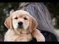super cute Golden Retriever puppy to home, satisfying video