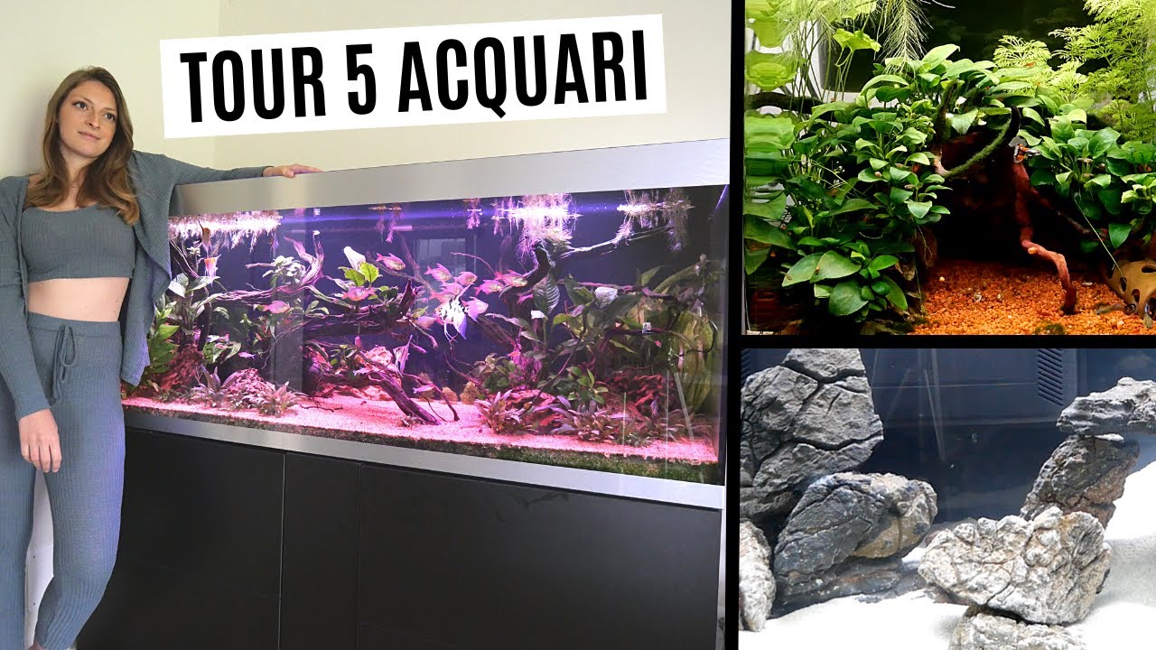 TOUR dei miei 5 ACQUARI (quasi 6)💦🐠 - YouTube