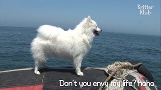 This Crazy Dog Loves Going On Boat Rides | SBS Animal This Crazy Dog Loves Going On Boat Rides | SBS Animal