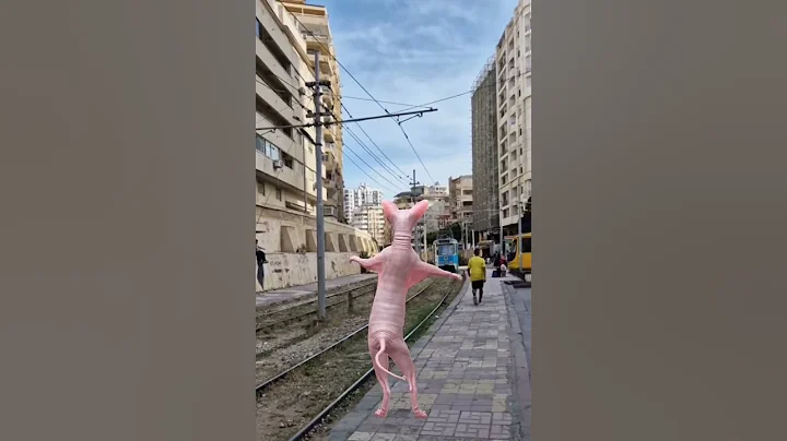 Watch the video about Lovely cute cat#kitten #sphynx #explore #cool #nice