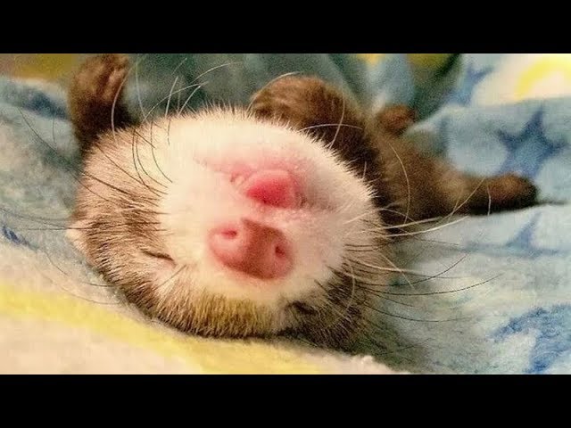 IMPOSSIBLE NOT to BURST OUT LAUGHING - Funny and cute FERRETS and other ANIMALS compilation