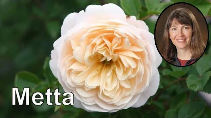 Loving Kindness Meditation 15 Minutes Metta Bhavana