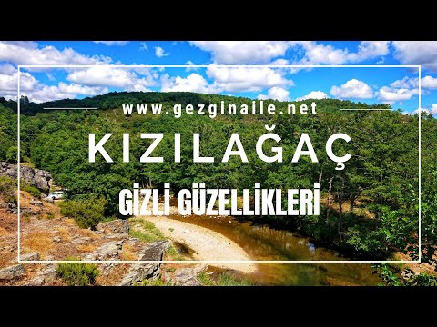 Video: Gizemli Kızıl Ağaç. Çeşitler