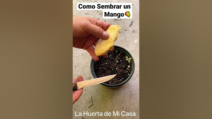Como Sembrar un Mango 🥭 #consejosdejardineria #siembraycosecha #shorts