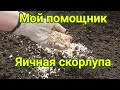 Использование яичной скорлупы на участке