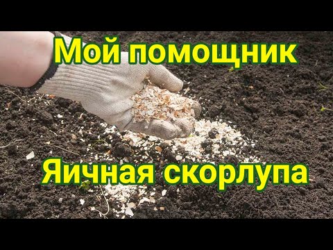 Видео: В чем разница между яичной скорлупой и атласным деревом?