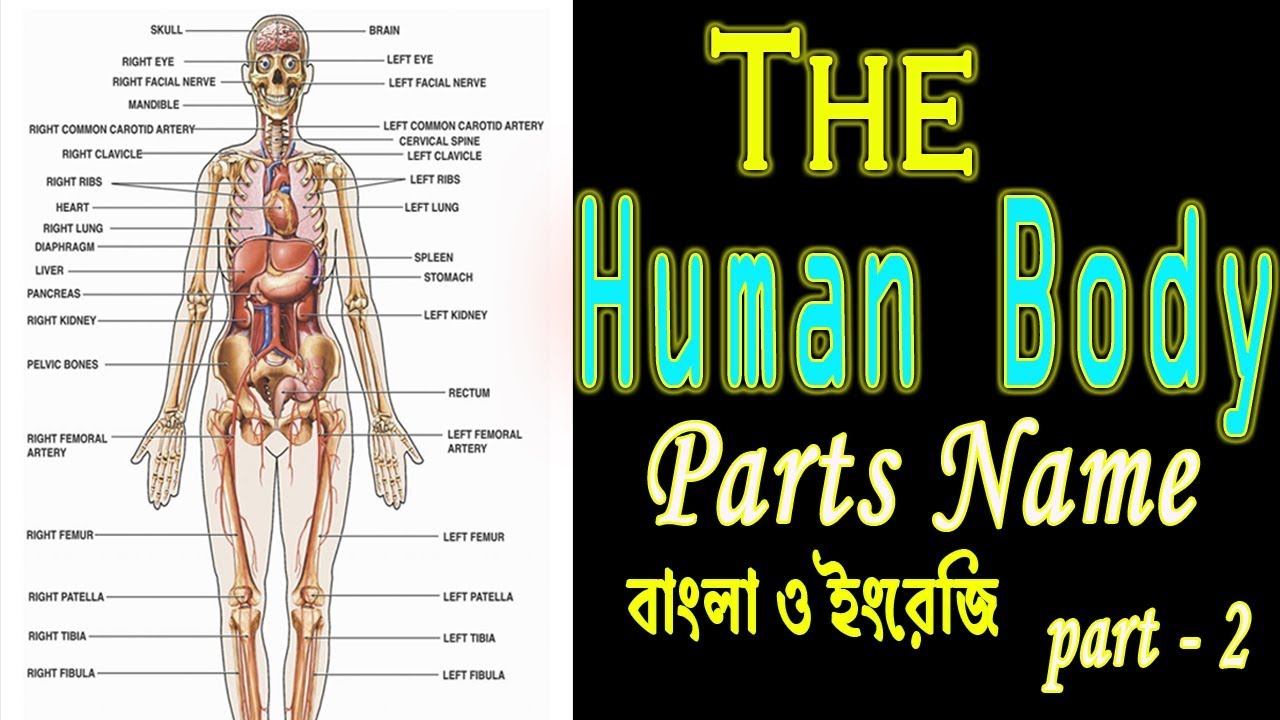 Human Body Parts Tamil Name / 30 Human Body Parts Names in Hindi with