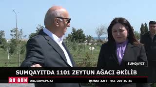 Sumqayitda 1101 Zeytun Ağaci Əki̇li̇b