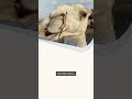 Animal facts#facts#science#history#motivation#humanbodyfacts#other