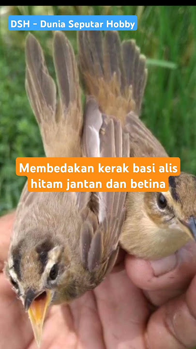 Membedakan kerak basi alis hitam jantan dan betina