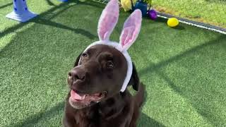 Savannah's Bunny Hop Enrichment by Holiday Barn Pet Resorts 12 views 1 year ago 3 seconds