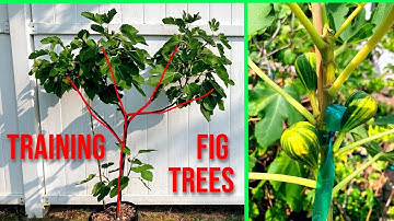 Shaping & Training Fig Trees Perfectly | What is the Perfect Form?
