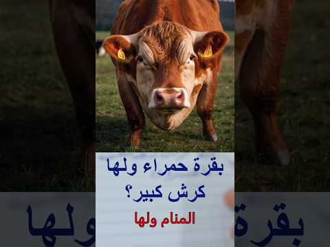 معنى البقرة الحمراء ولها كرش كبير
