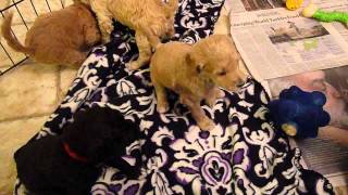 Four Week Old Standard Poodle Puppies Playing