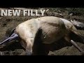 HORSE HAVING  BABY | THE ENTIRE PROCESS