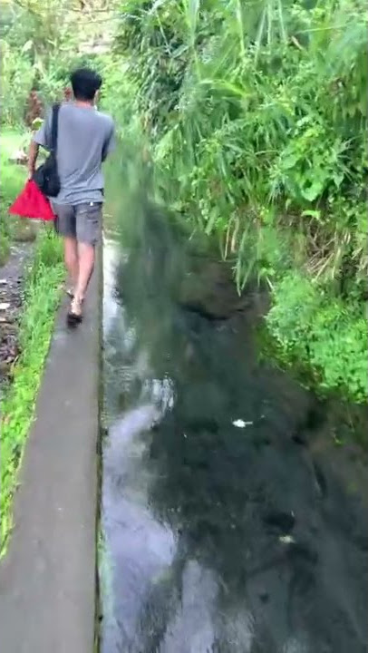 Sungai super bening di Jatiluwih, Bali