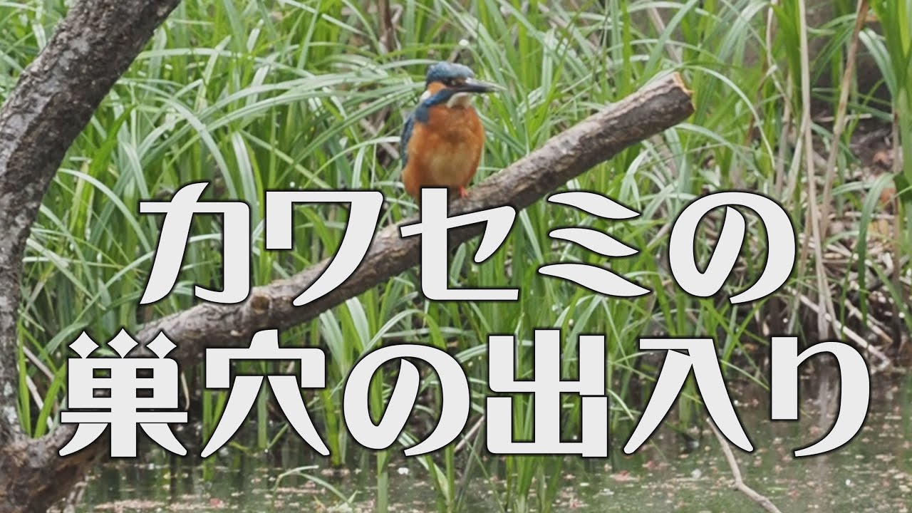 癒やしを求めて カワセミの巣穴の出入り 市川市じゅんさい池 4 17 Youtube