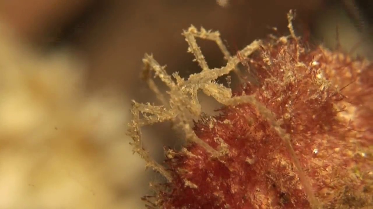 不思議な生き物～ウミグモ Nymphon sp.@レンベ2010