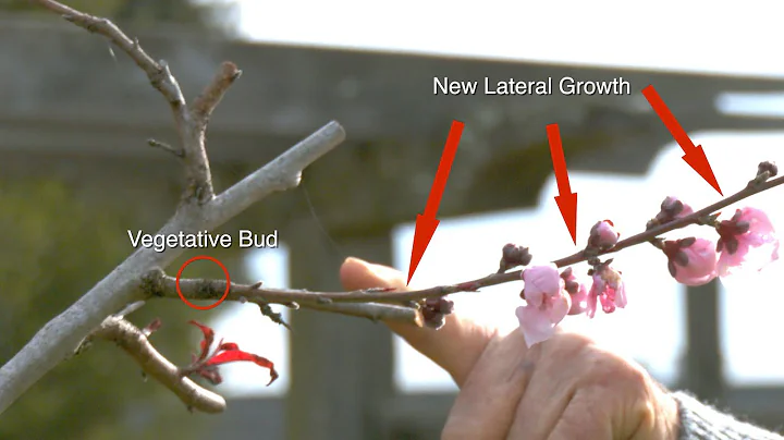 Peach Trees’ Unique Structure:  How They Grow,  Bloom, and Fruit - DayDayNews