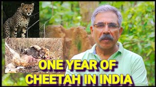 One year of #cheetah in #india .