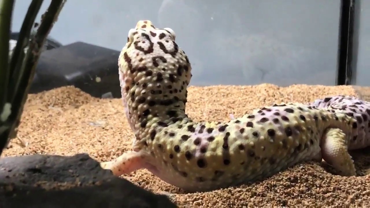 chameleon lyrics Feeding all my Reptiles!