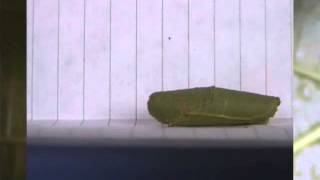 Video S1. Calindoea Trifascialis Caterpillar And Pupal Retreat