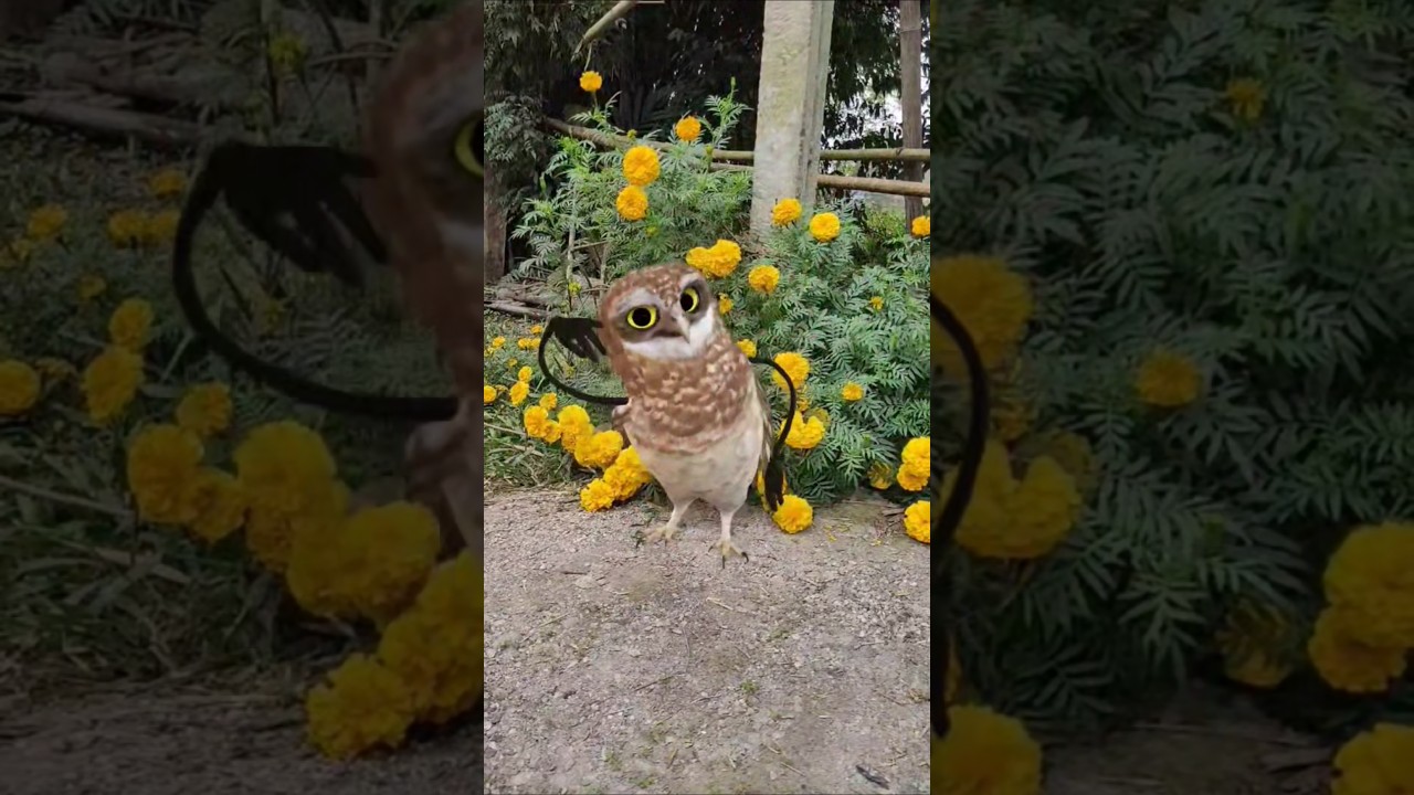Funny owl dance #owldance #funnyowl #trending #funnyreels #comedyshorts #youtubeshorts #shorts
