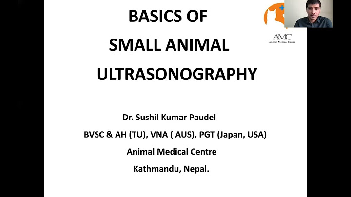 How to become a veterinary ultrasound tech