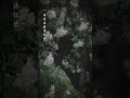 Trích Tiên 谪仙 Remix Douyin Tiktok Nhactrungquoc Cover Lyrics Music Remix 谪仙 萊達特 