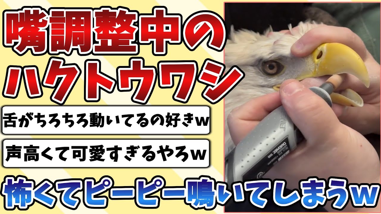【2ch動物スレ】嘴や鉤爪を調整される『ハクトウワシ』さん怖くてぴいぴい鳴いてしまうところが可愛すぎるｗｗｗ