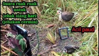 Suara ruak ruak untuk jebak cermin dan racik,requesan teman subscriber