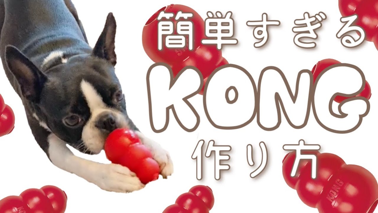 長く遊べる☆簡単☆ズボラ飼い主が提案するコングの作り方〜ボストンテリアの愛犬ぼんちゃんのKONG実食あり〜
