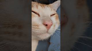 #animation #cartoon #funny #cute #miaw #studywithmeandmycat