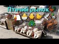 Птичий рынок//Цыплята,гусята,утята,индюшата и не только/Самый большой рынок с.Кучурганы Одесская обл