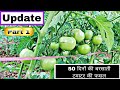 Tamatar ki kheti  heem shona 50din ka barshati tamatar update  part 1  praveen thakur