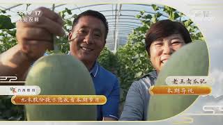 《三农群英汇》 20220917 老王卖瓜记|农业致富经 Agriculture And Farming