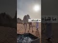 حيوانات الابل Camel ما شاء الله ج 