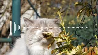 dj bisane mung nyawang full bass Remix Alvin project official