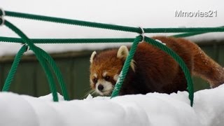 真冬の旭山動物園2013