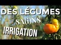 Maraichage bio: Légumes plein champs sans irrigation sur sol vivant et sur bâche.