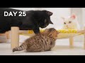 Baby Kittens Meet Sibling Ore and Reo - Day 25 @ Baby Kittens Day 1 to Day 100 Lucky Paws Vlogs