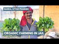 Organic farming in jail  first season amazing results  banda uttar pradesh