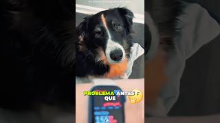 El perro que salvó a su dueña una y otra vez#foryou #pets #lovestory #animals #love
