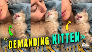 Kitten Demands More Kisses